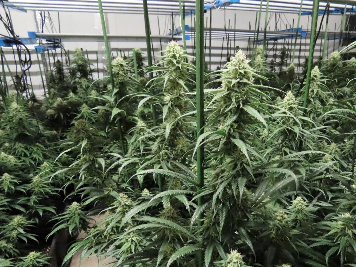 Plantació de marihuana a Sant Llorenç Savall. Autor: ACN.