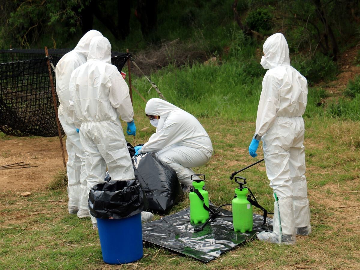 Agents Rurals recullen el cadàver d'un senglar abatut. Autor: ACN.