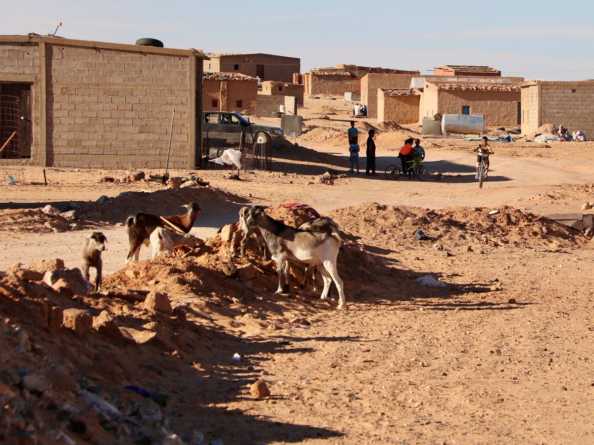 Unes cabres passegen mentre uns nens juguen al carrer del campament de refugiats de Bodjour, al Tindouf. Autor: ACN.