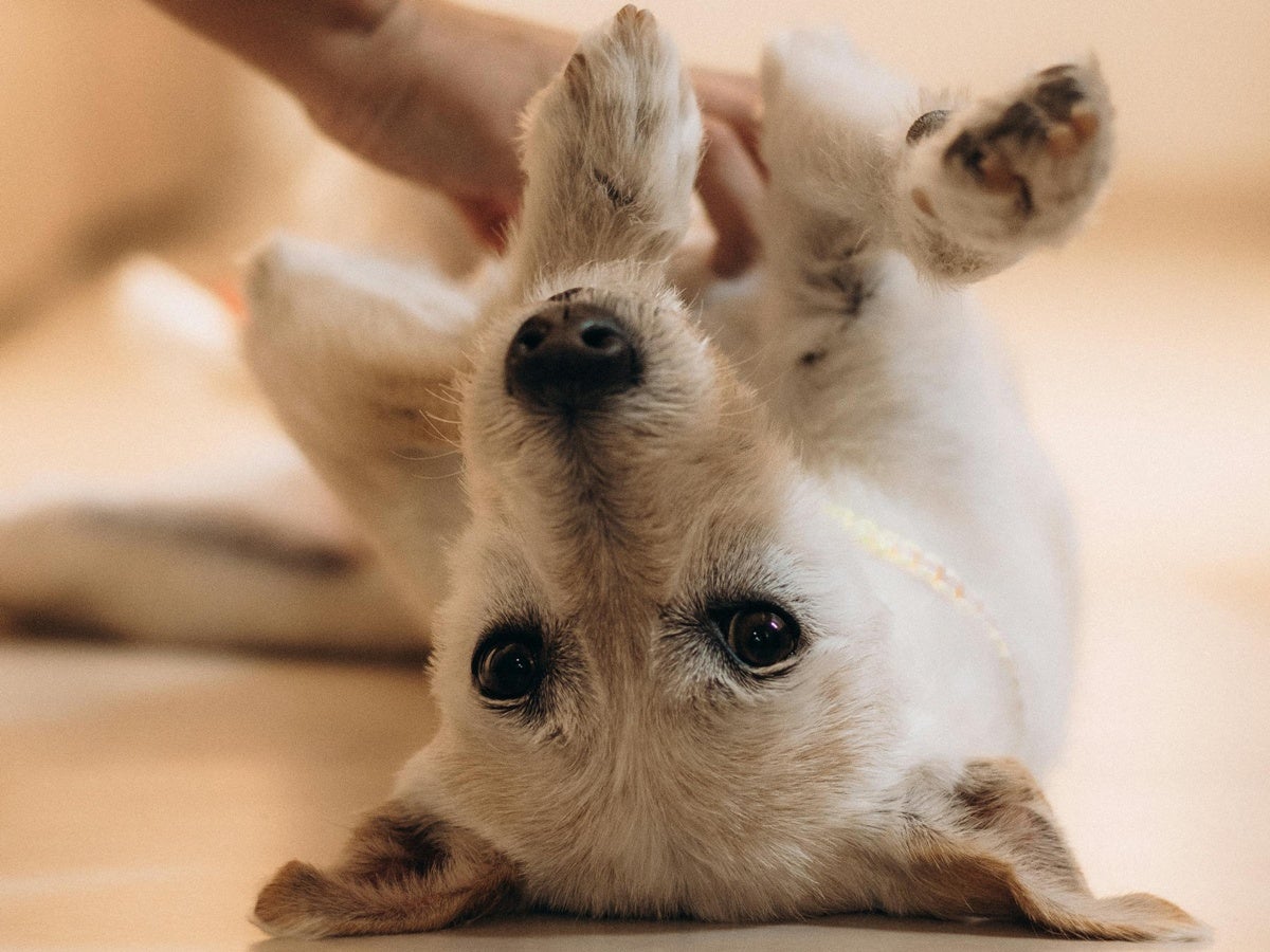 Gos mascota