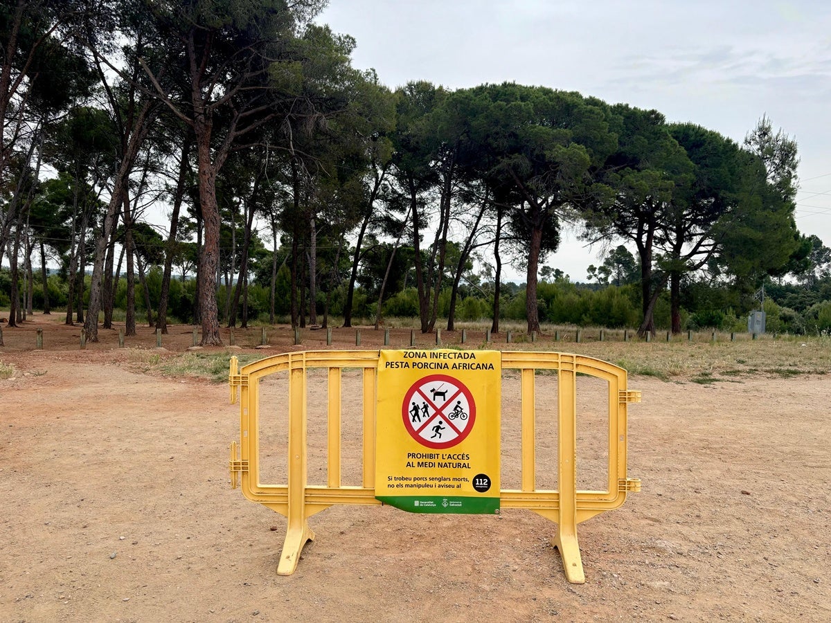 Indicatius sobre la pesta porcina, al bosc de Can Deu, el 31 de maig de 2026. Autor: J.d.A. 