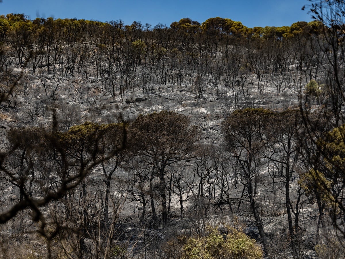 Zona cremada de l'incendi de la Bisbal. Autor: ACN. 