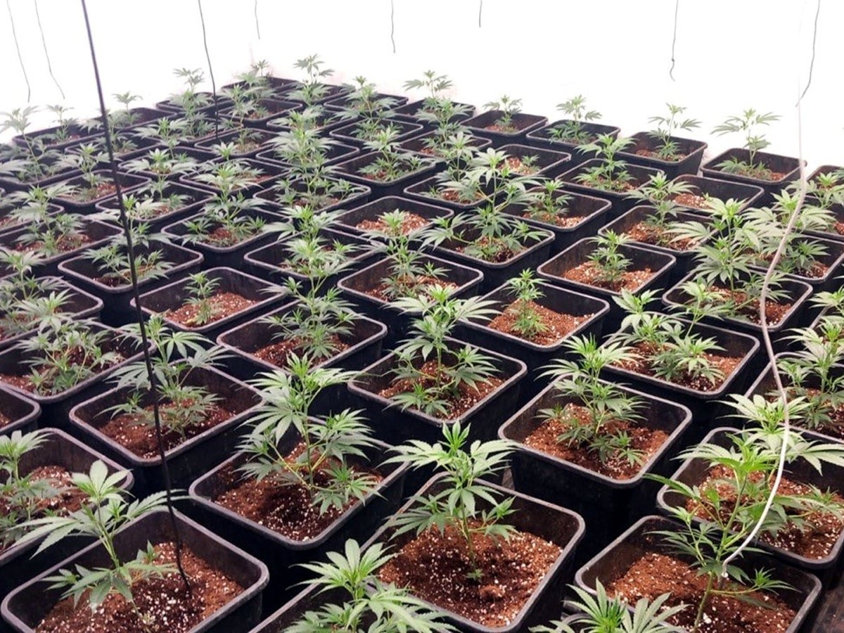 Les plantacions de marihuana, de Badia. Autor: ACN. 