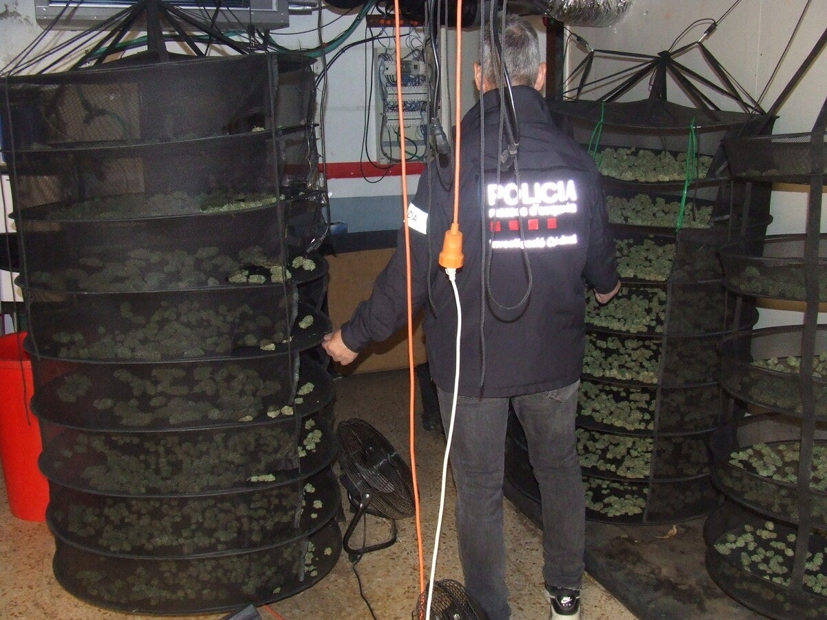 Plantació de marihuana descoberta pels Mossos d'Esquadra en un garatge de Barberà. Autor: cedida.
