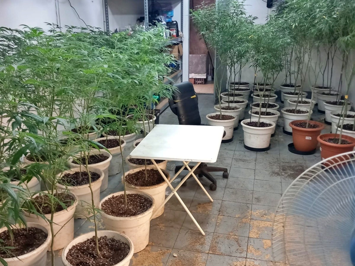 Les plantes trobades a l'interior del local. Foto: ACN cedida pels Mossos.