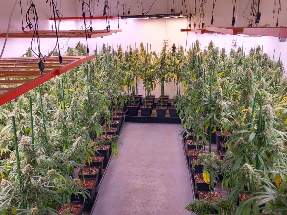 Les plantes trobades a l'interior del local. Foto: ACN cedida pels Mossos. 