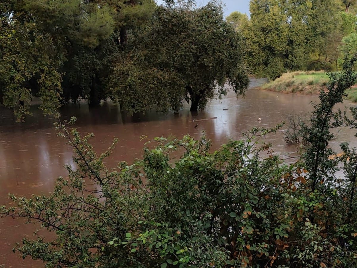 El bosc de la Concòrdia, aquest diumenge al matí després de les pluges. Autor: Gaetan Parpillon / cedida. 
