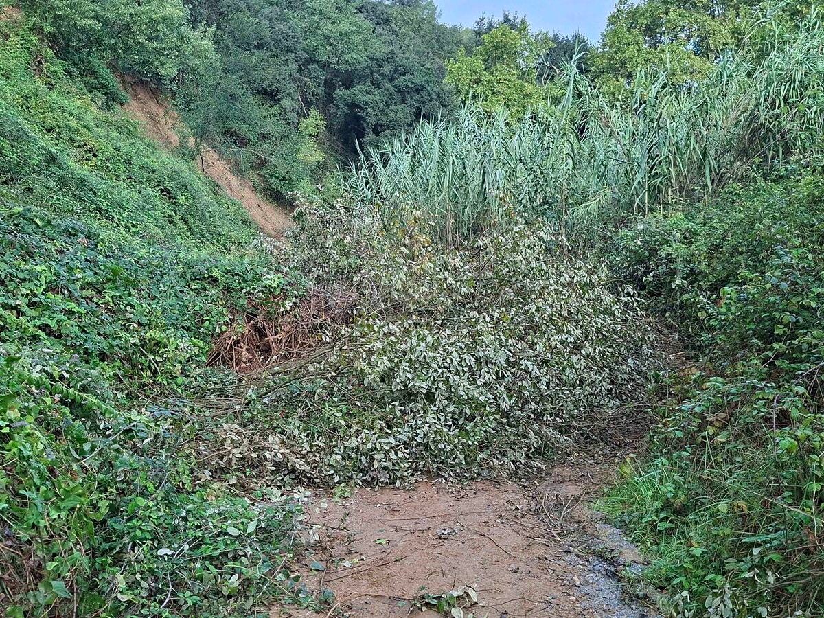 Arbres i vegetació obstaculitzant el pas del camí del riu. Autor: cedida.