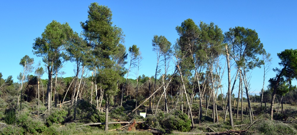 Bosc de Can Deu ventada. Autor: J.d.A.