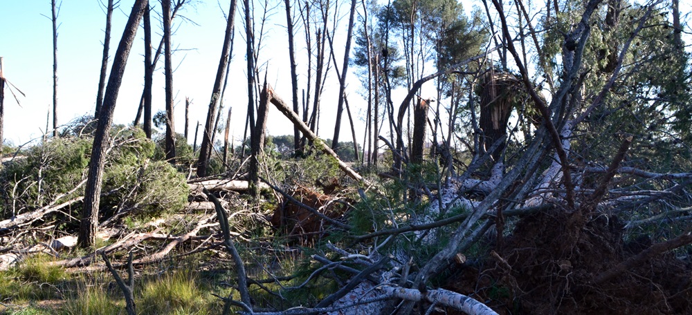 Bosc de Can Deu. Autor: J.d.A.