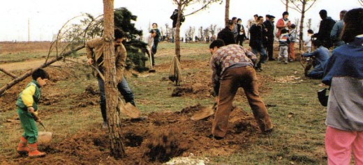 Plantada d'arbres als terrenys del Parc Catalunya (febrer 1986). Autor: Andreu Massagué/CODEM