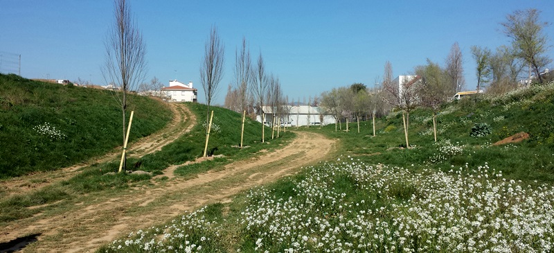 Foto portada: arbres plantats al Parc del Nord. Autor: departament de Territori / cedida.