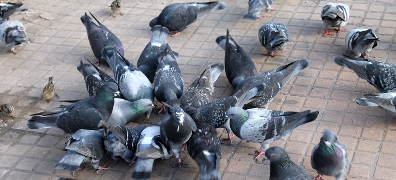 Foto portada: coloms, en una plaça. Via Wikimedia Commons.