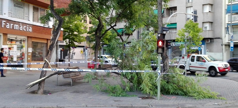 Foto portada: un arbre caigut a la carretera de Terrassa, amb la Ronda Ponent. Foto. X.Calvó / cedida.