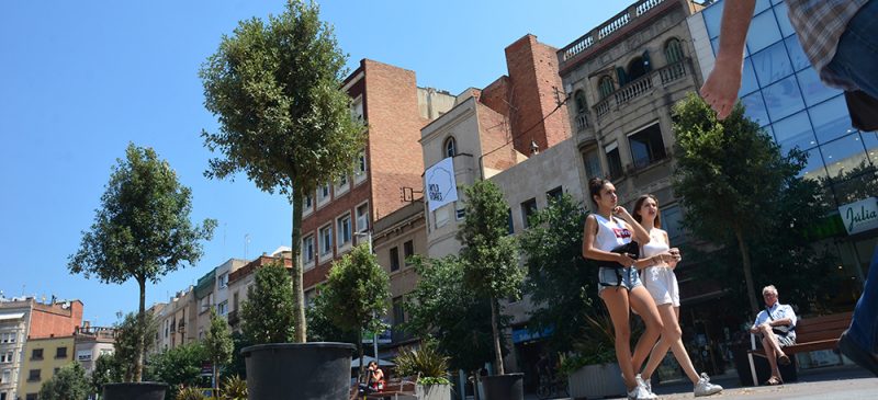 Alzines al Passeig. Autor: David B.