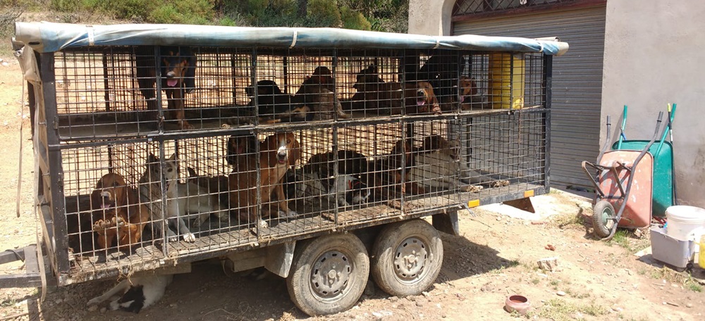 Gossos tancats en una gàbia el 7 de juliol del 2018. Foto: ACN.
