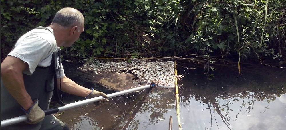 Foto portada: personal retirant peixos. Autor: @sbdterritori via Twitter.