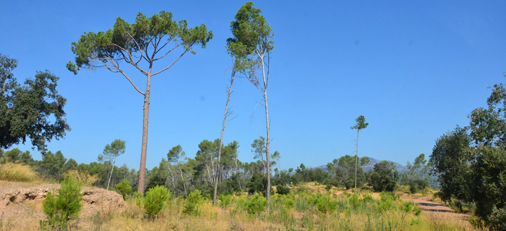 Bosc de Can Deu. Autor: David B.