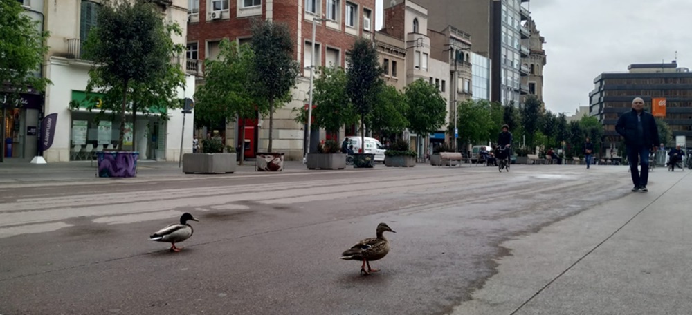 Foto portada: els ànecs, aquest dilluns al matí al Passeig de la plaça Major. Autor: J.d.A.