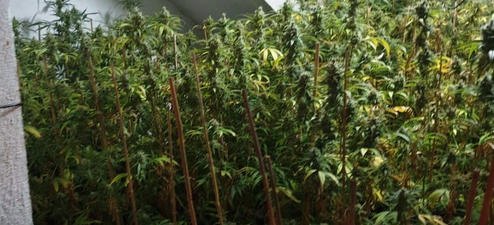 Foto portada: la plantació de marihuana en una imatge difosa per la Policia. Foto: @policiasabadell via Twitter.