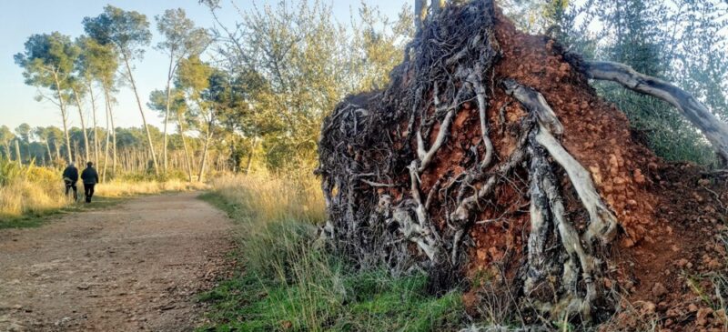 Camí de l'aparcament de la carretera de Matadepera a Sant Julià, el passat dissabte. Autor: J.d.A. 