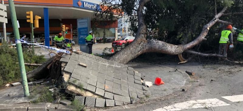 Foto portada: un arbre caigut a la carretera de Barcelona. Autor: J.Reyes.