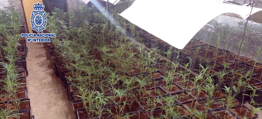 Imatge d'un dels cultius de marihuana desmantellats per la policia espanyola. (Horitzontal)