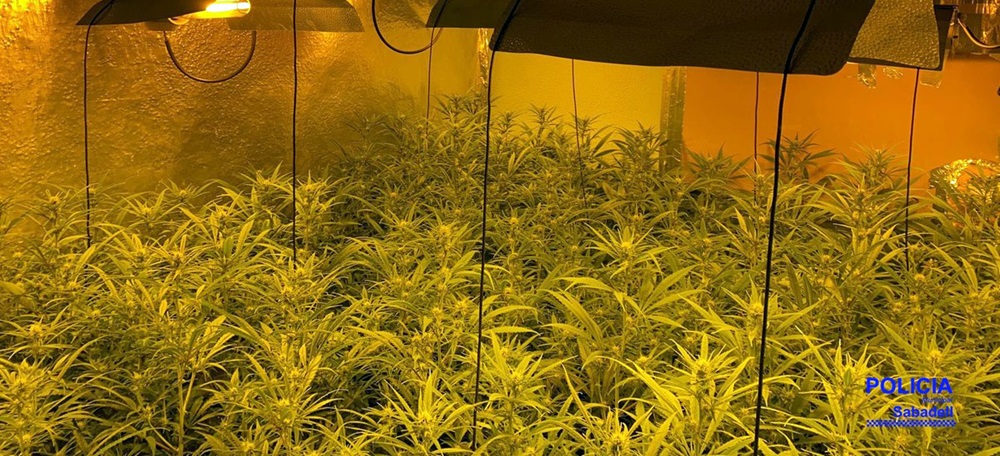 Foto portada: plantes de marihuana, en una imatge. Autor: Policia Municipal via Twitter.