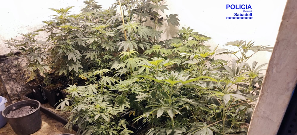 Foto portada: plantes de marihuana trobades en un habitatge del Poblenou, el 17 de maig de 2021. Autor: @policiasabadell via Twitter.