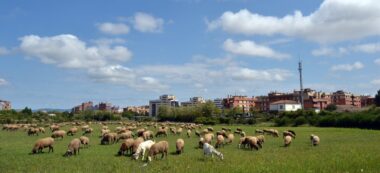 Ramat pasturant pels camps de Mas Canals, entre Can Llong i Castellarnau, al maig de 2021. Autor: J.d.A.