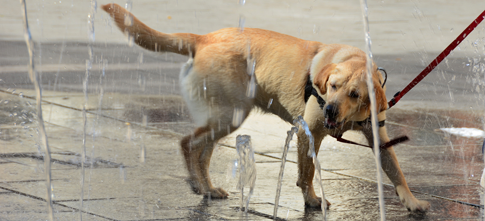 Gos refrescant-se a la font de Sant Roc. Autor: David B.