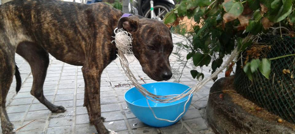 Gosseta deixada lligada al carrer, molt prima i en molt mal estat, vomitant sang, a 41 graus de temperatura i dubtosa de donar positiu en parvovirus