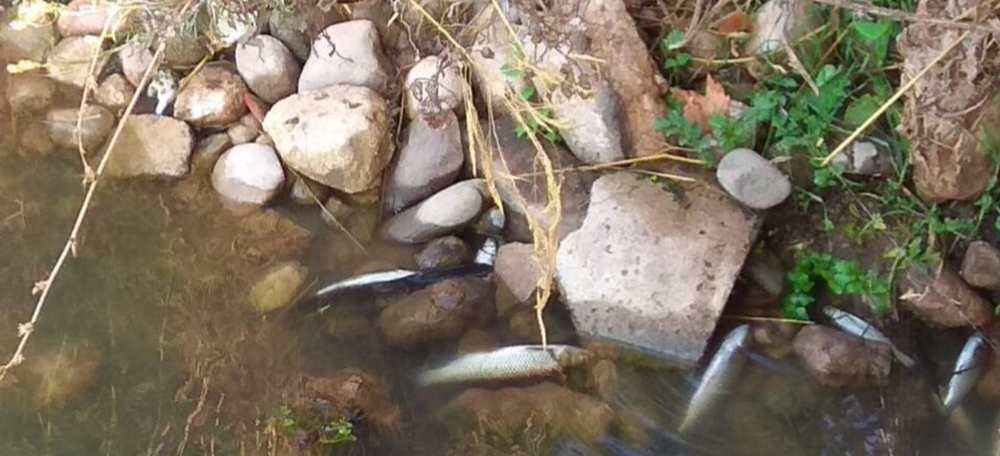 Peixos morts al Ripoll. Autor: En comú podem