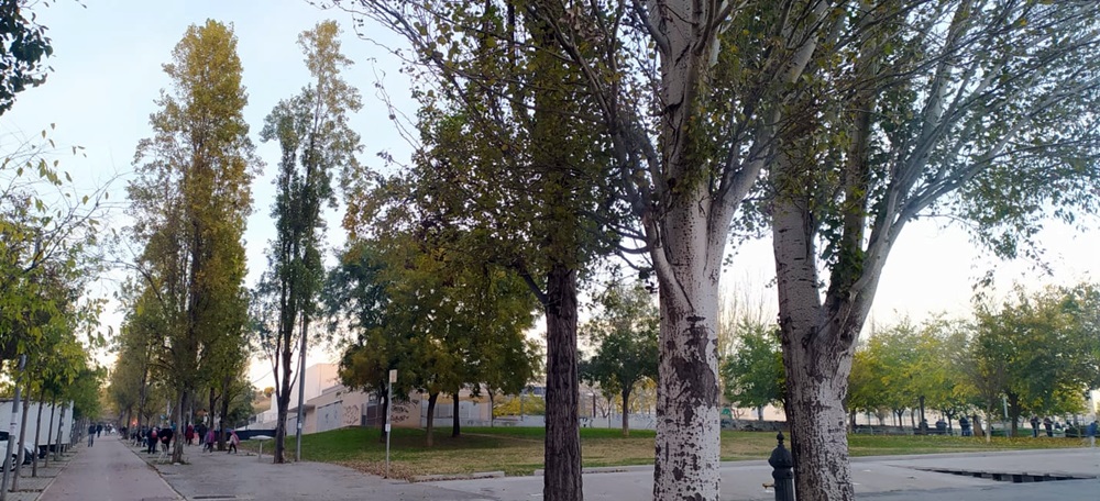 Foto portada: arbres a la Via Alexandra i el parc de Tierno Galván, aquest dilluns a la tarda. Autor: J.d.A.