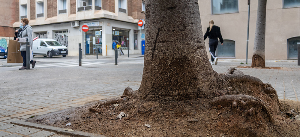 Foto portada: les arrels d'un arbre. Autora: Gemma Vives.