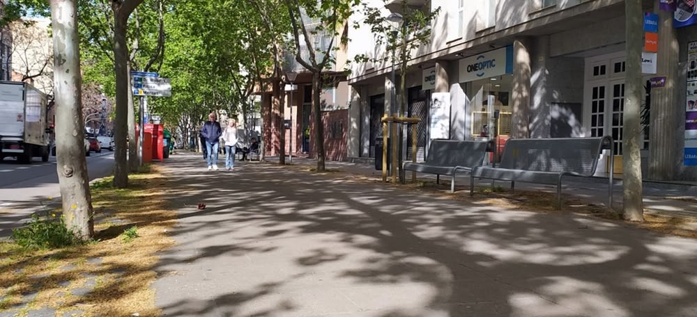 Polen de plataner a la Ronda Zamenhof, el passat 22 d'abril. Autor: J.d.A.