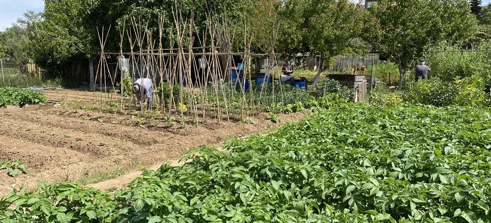 Un hort a la llera del riu Ripoll, a l'Horta de Can Romau. Autora: J. Ramon
