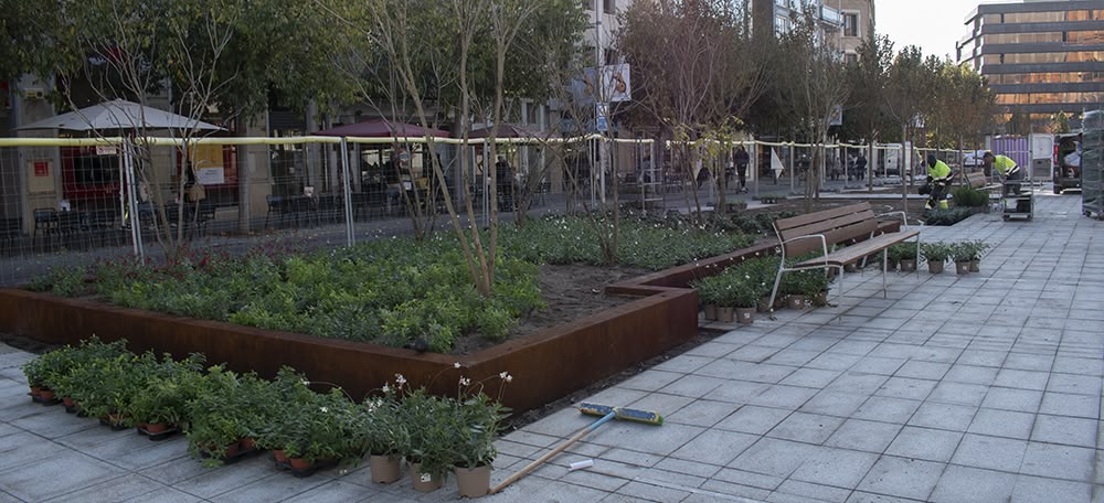 Foto portada: plantació al Passeig de la plaça Major. Autor: Izan Vizuete