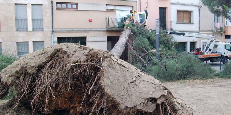 Foto portada: un arbre caigut a causa del vent a la llavors plaça de l'Alcalde Marcet.