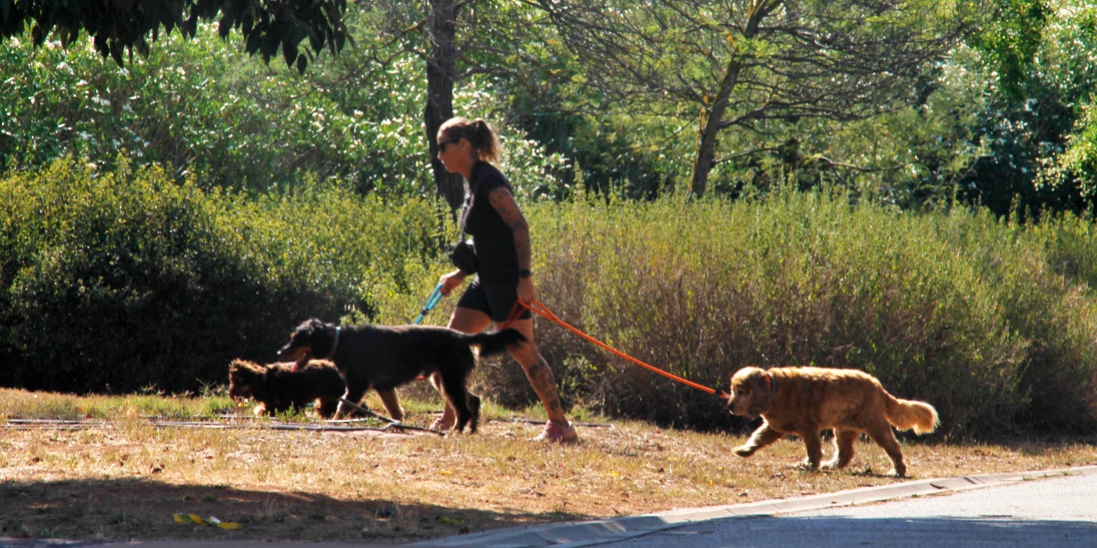 Foto portada: una dona passejant els seus gossos al Parc Central del Vallès, l'any passat. Autor: Lucía Marín.