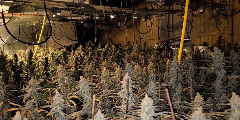 Cultiu de marihuana desmantellat a Matadepera. Autor.: cedida