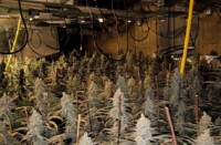 Cultiu de marihuana desmantellat a Matadepera. Autor.: cedida