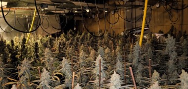 Cultiu de marihuana desmantellat a Matadepera. Autor.: cedida