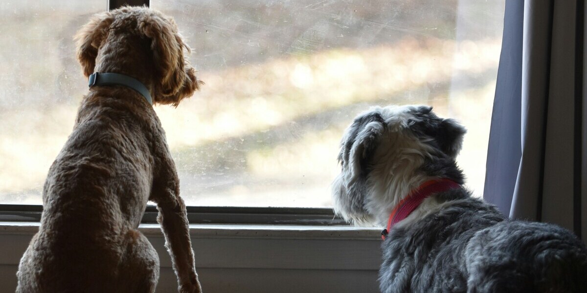 Gossos mirant per la finestra