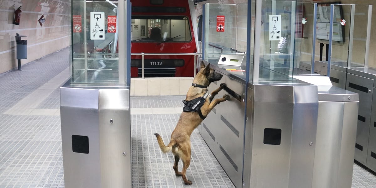 Foto portada: un moment de les pràctiques amb la unitat canina. Autor: ACN.