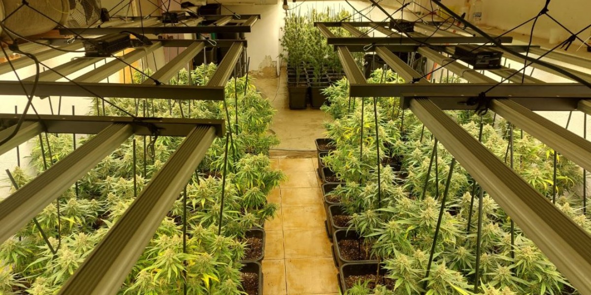 Desarticulen un grup dedicat a cultivar marihuana en quatre naus industrials