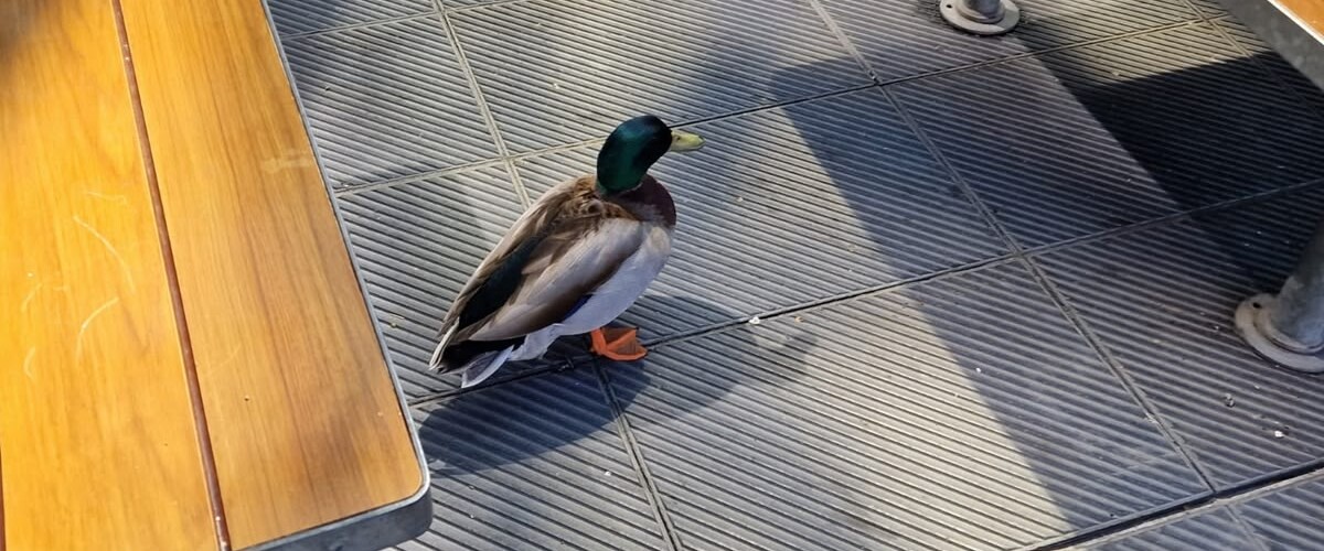 Foto portada: un ànec, en un dels bancs del McDonald's de l'Eix Macià. Autor: cedida.