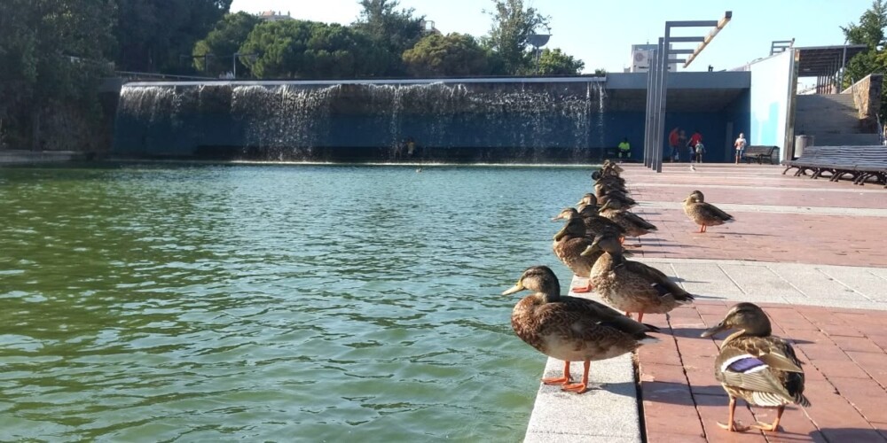 Ànecs del Parc de Catalunya. Autor: ACN.