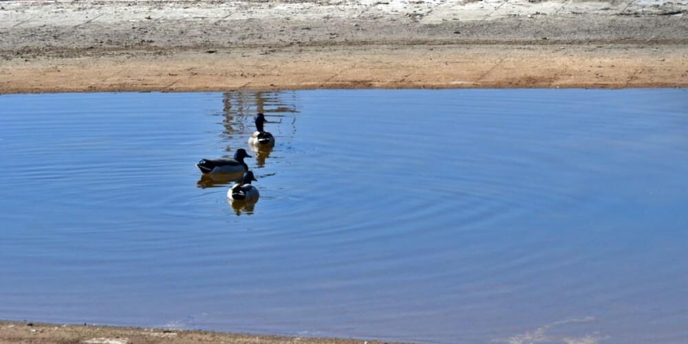 Ànecs en el que queda del llac superior, aquest matí. Autor: J.d.A.