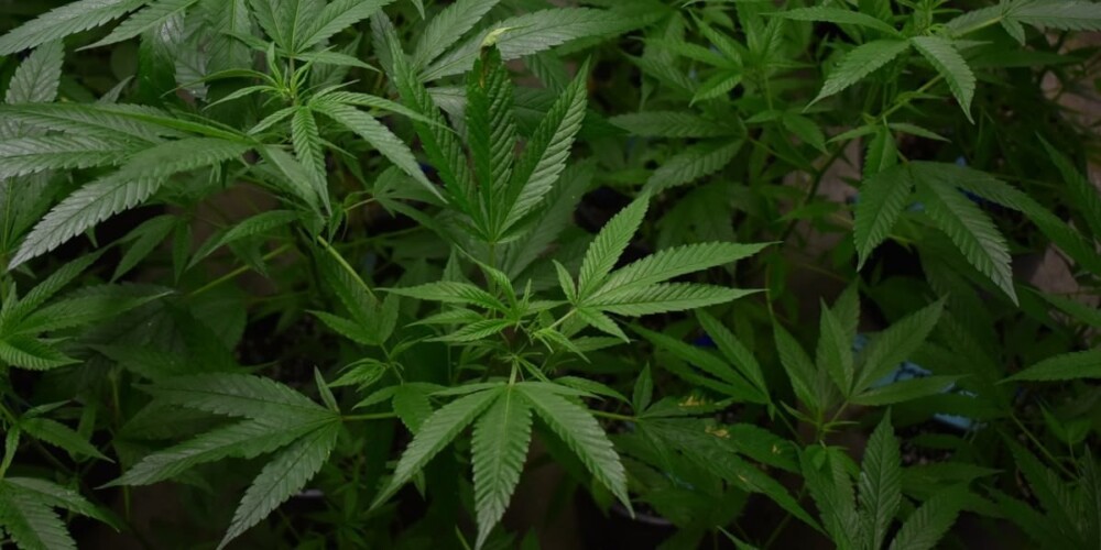 Plantació de marihuana, en una imatge d'arxiu. Autor: cedida.